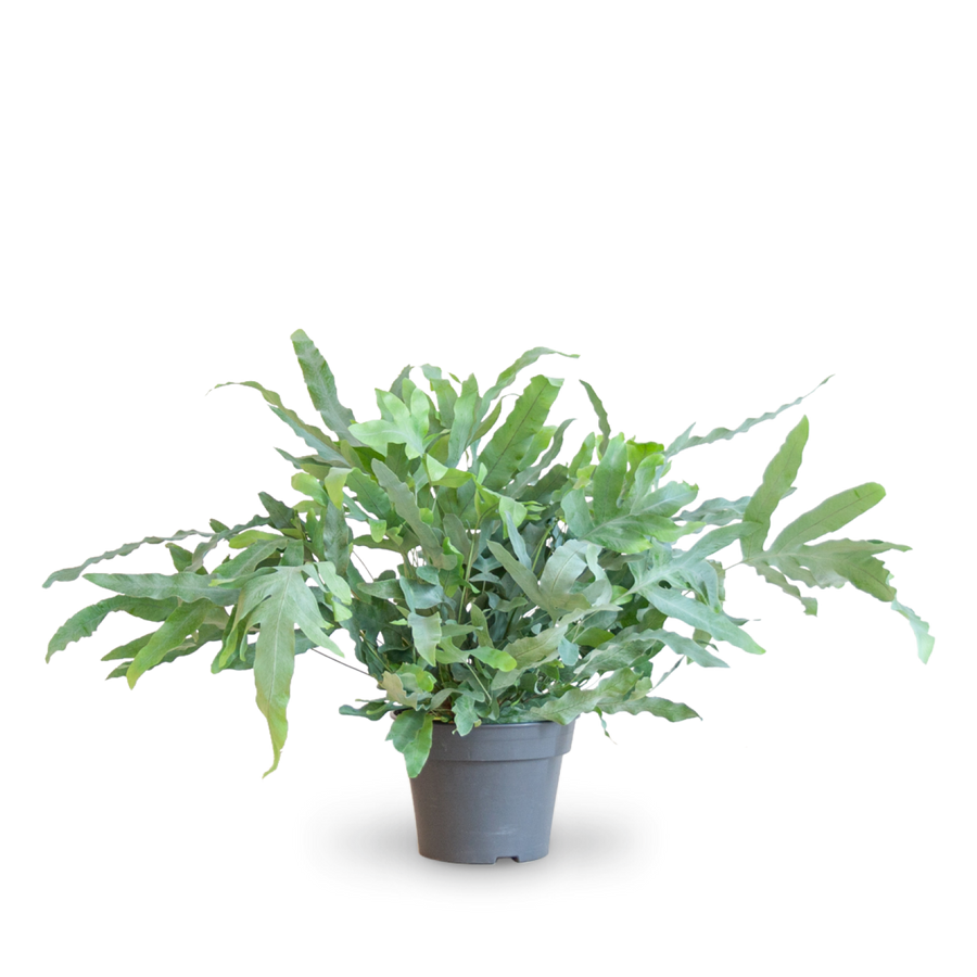 Plantura Phlebodium aureum 'Blue Star'