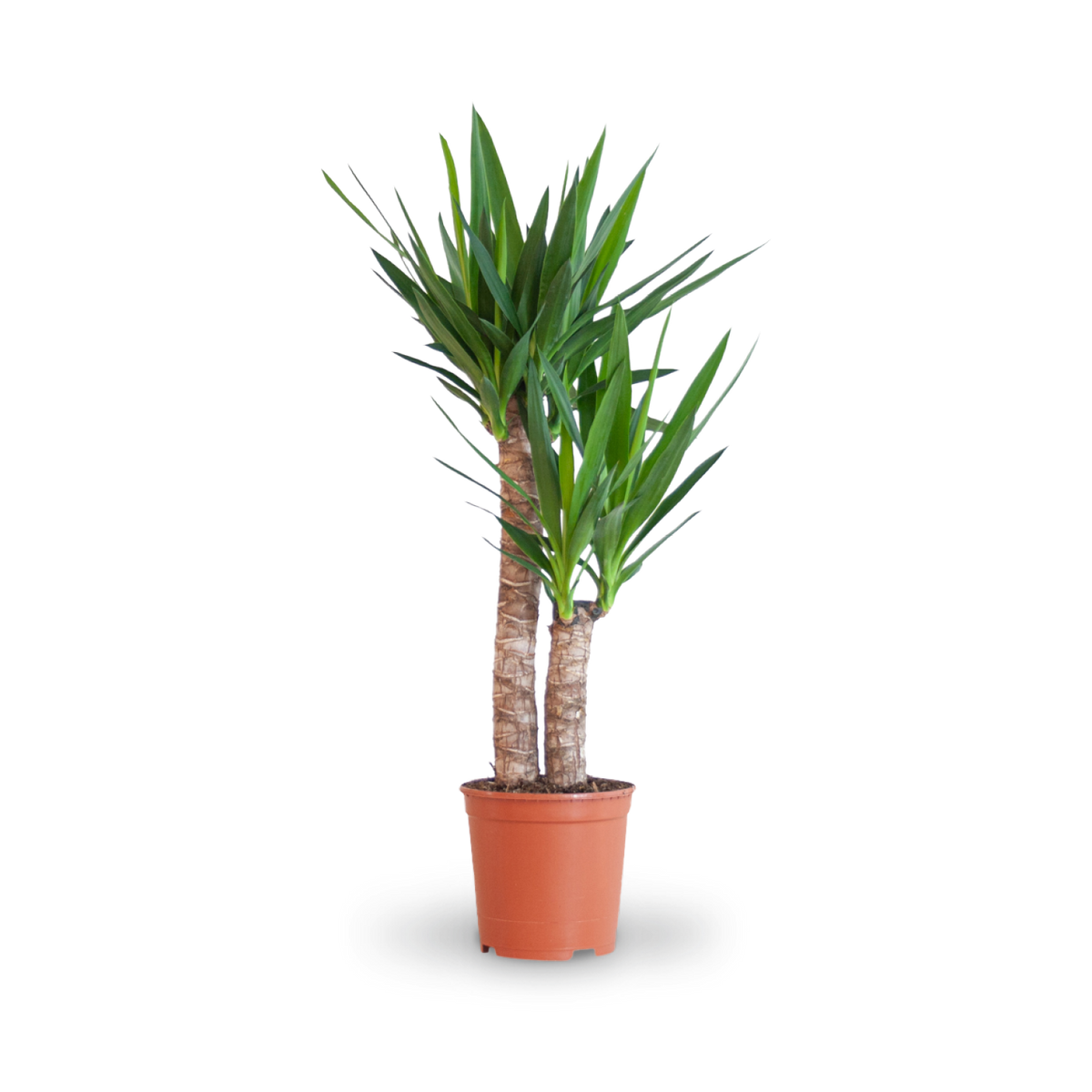 Plantura Riesen-Palmlilie