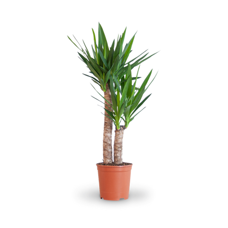 Riesen-Palmlilie (Yucca elephantipes) kaufen