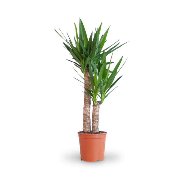Plantura Riesen-Palmlilie