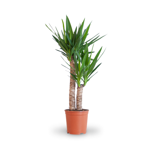 josua palmlilie kaufen Riesen-Palmlilie (Yucca elephantipes) kaufen