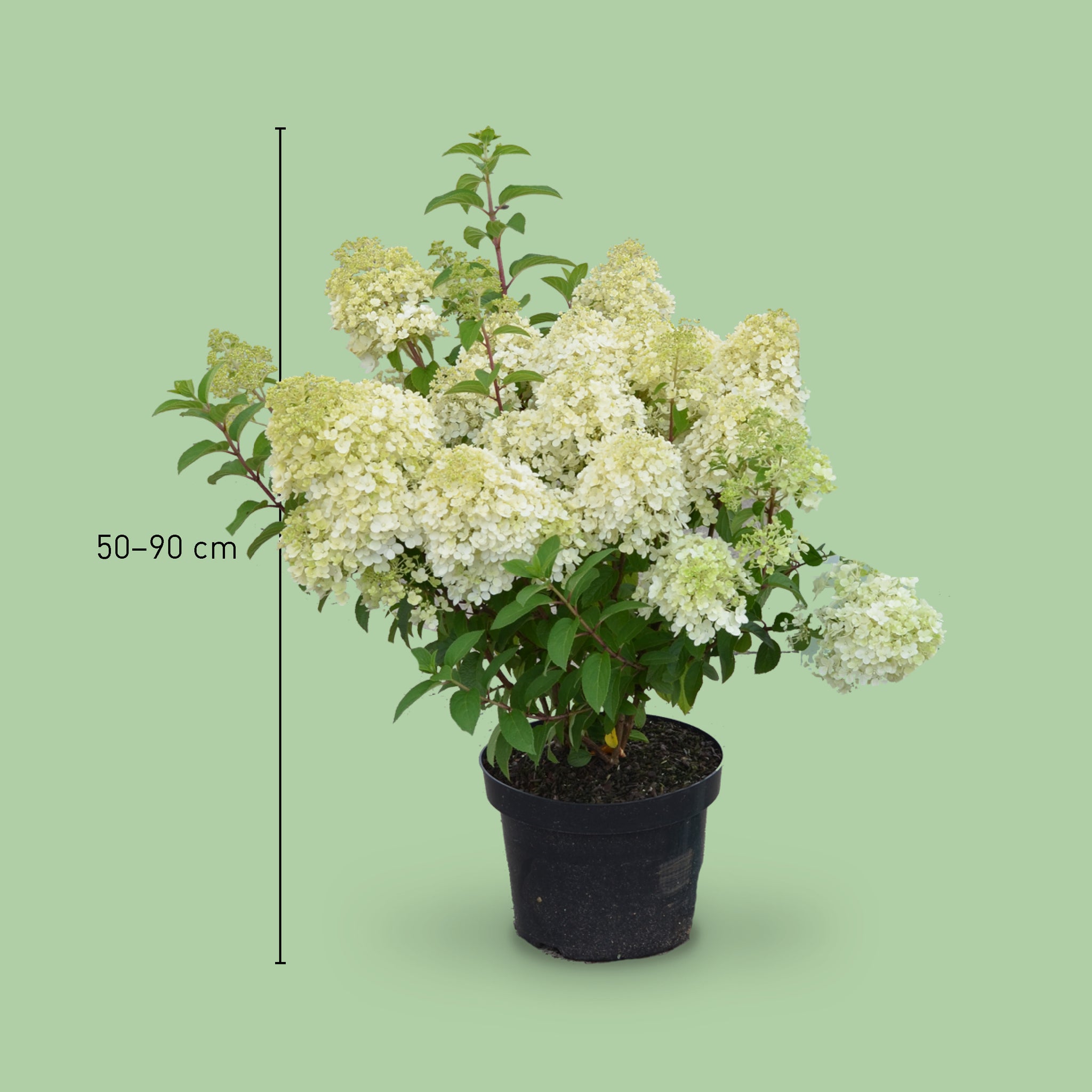 Größe der Plantura Rispenhortensie 'Bobo'®