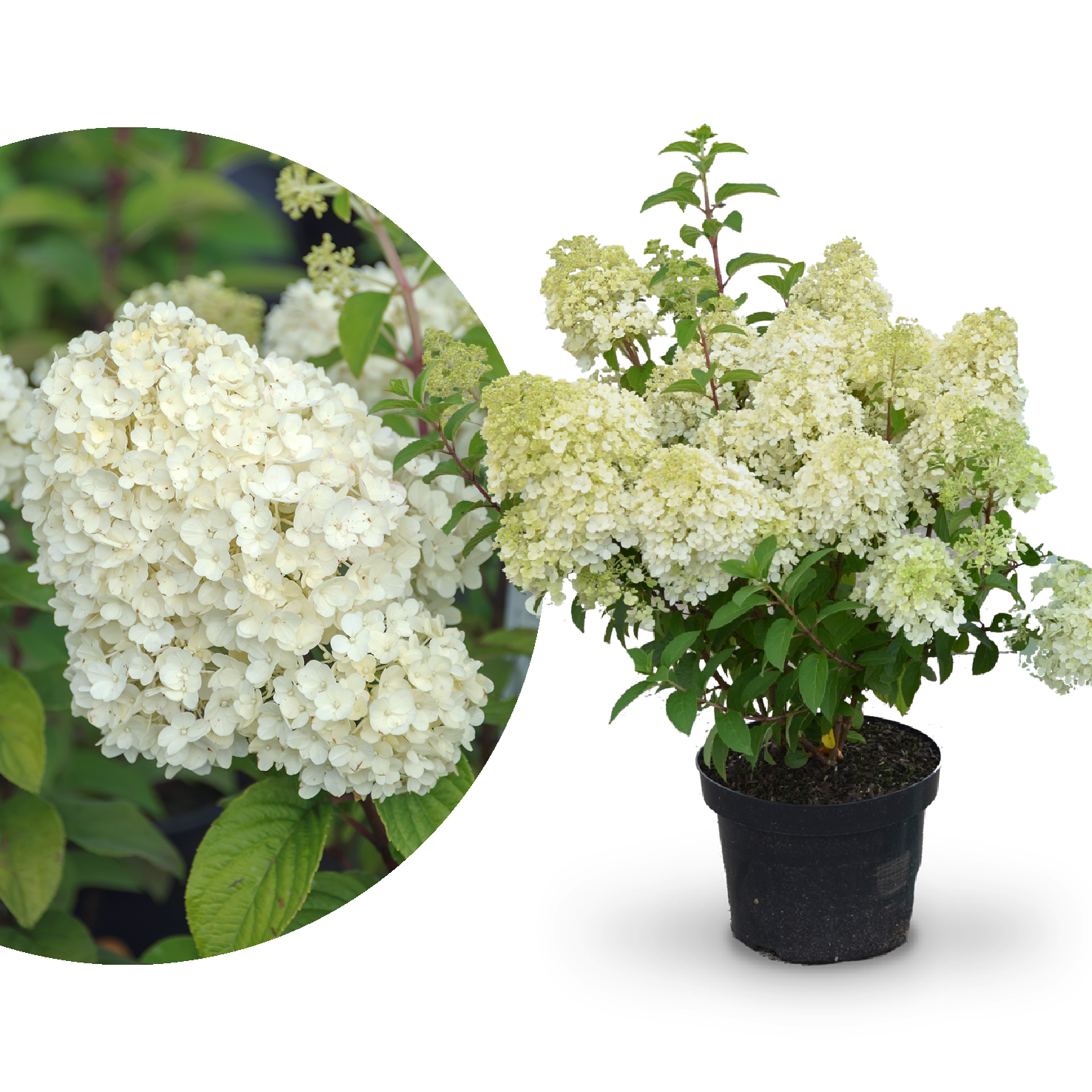 Rispenhortensie 'Bobo'® kaufen