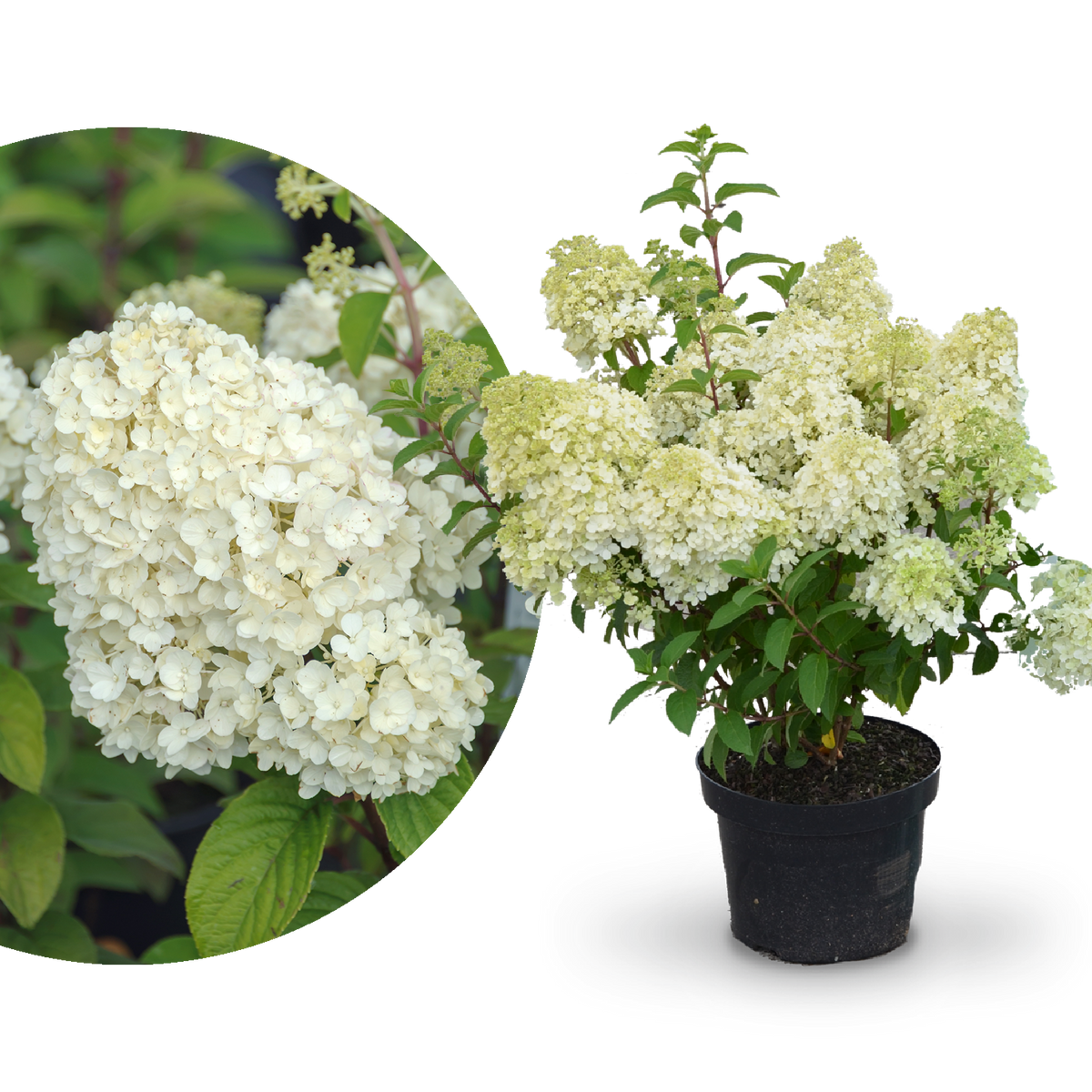 Plantura Rispenhortensie 'Bobo'®