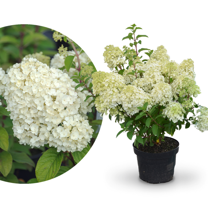 Plantura Rispenhortensie 'Bobo'®