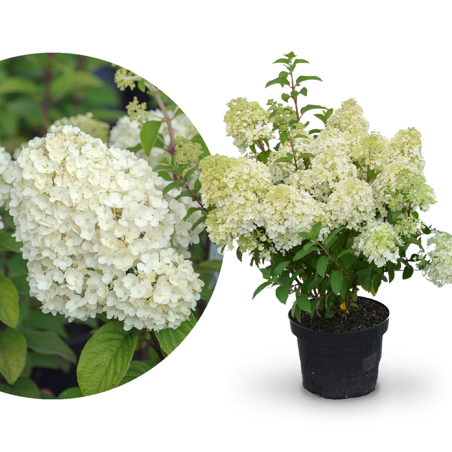 Plantura Rispenhortensie 'Bobo'®