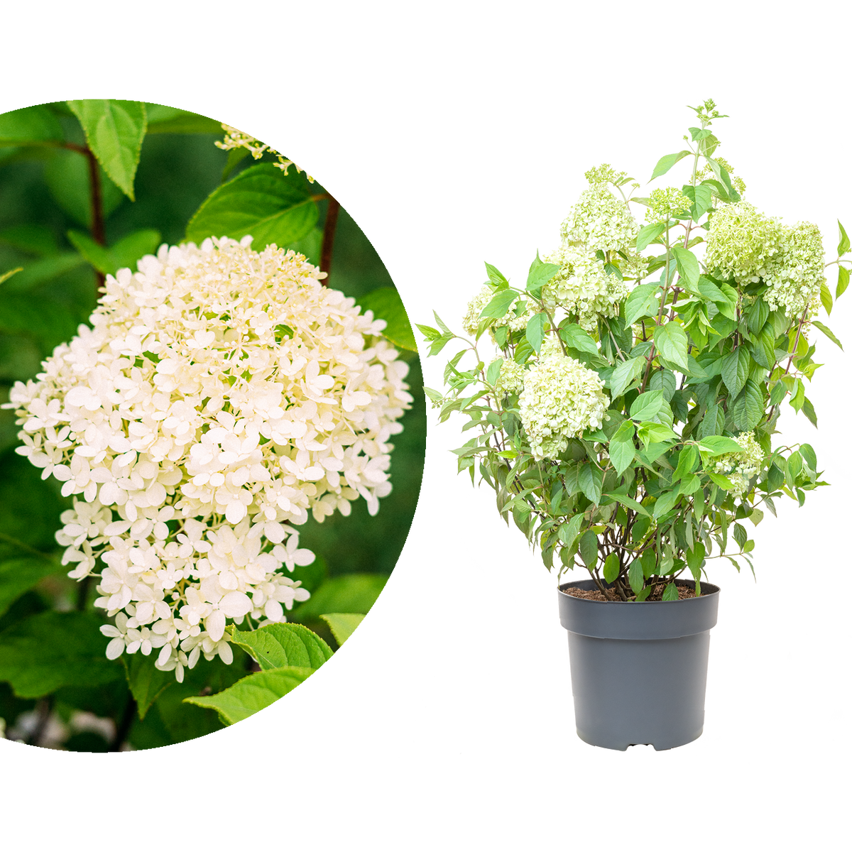 Große Rispenhortensie 'Limelight'®