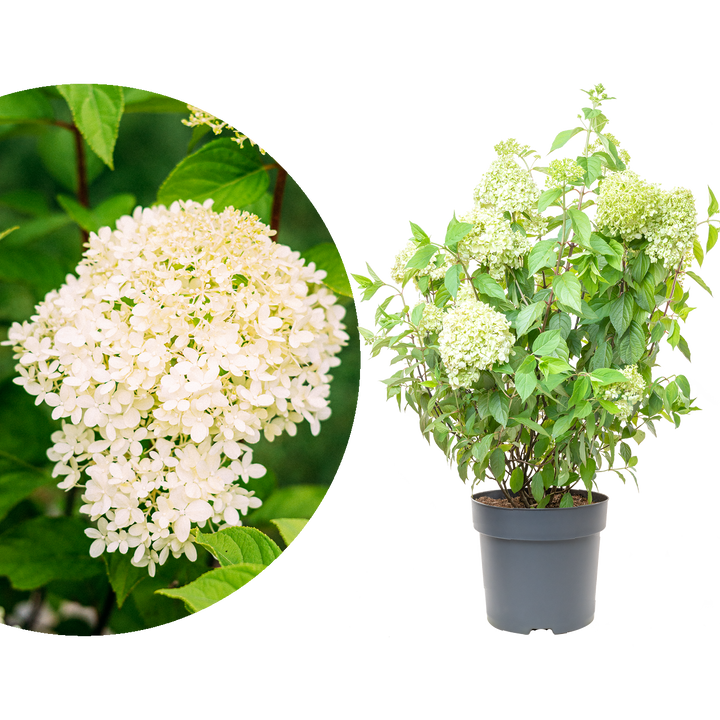Große Rispenhortensie 'Limelight'®