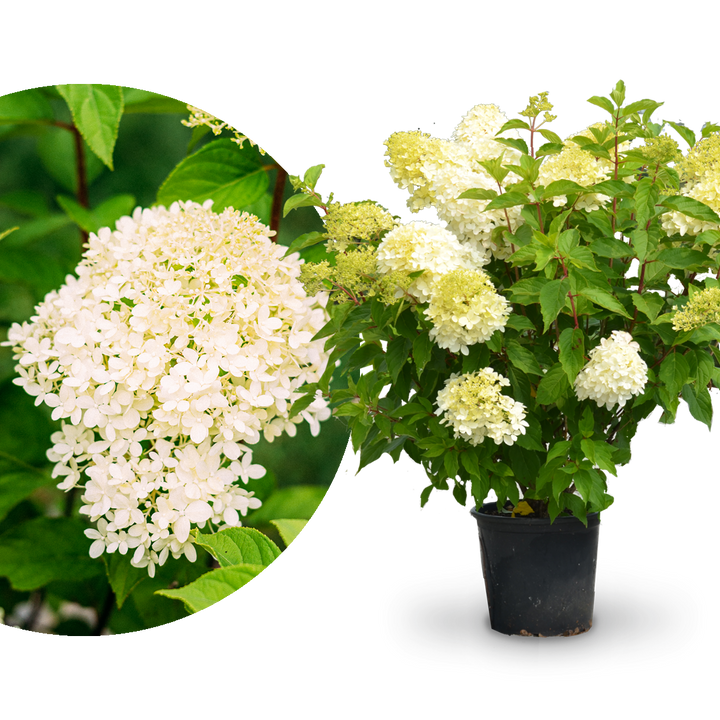 Plantura Rispenhortensie 'Limelight'®