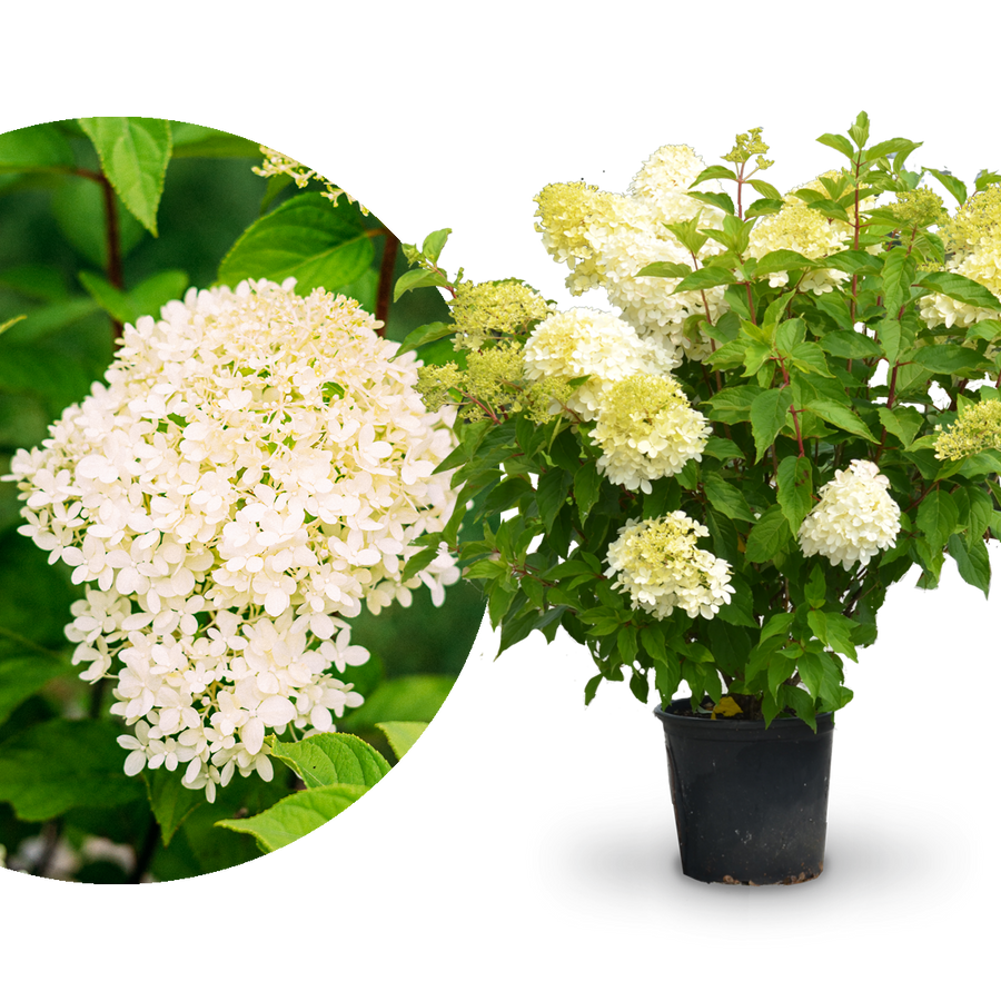 Plantura Rispenhortensie 'Limelight'®