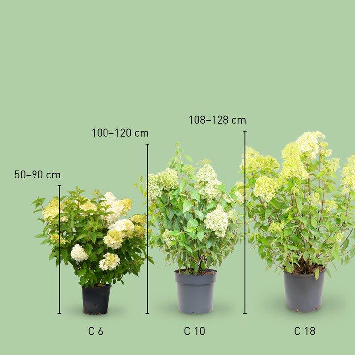 Größe der Plantura Rispenhortensie 'Limelight'®