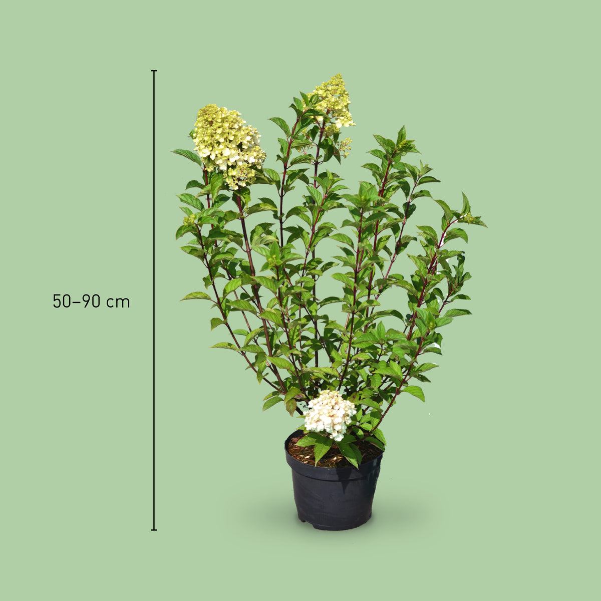 Größe der Plantura Rispenhortensie 'Pinky Winky'®