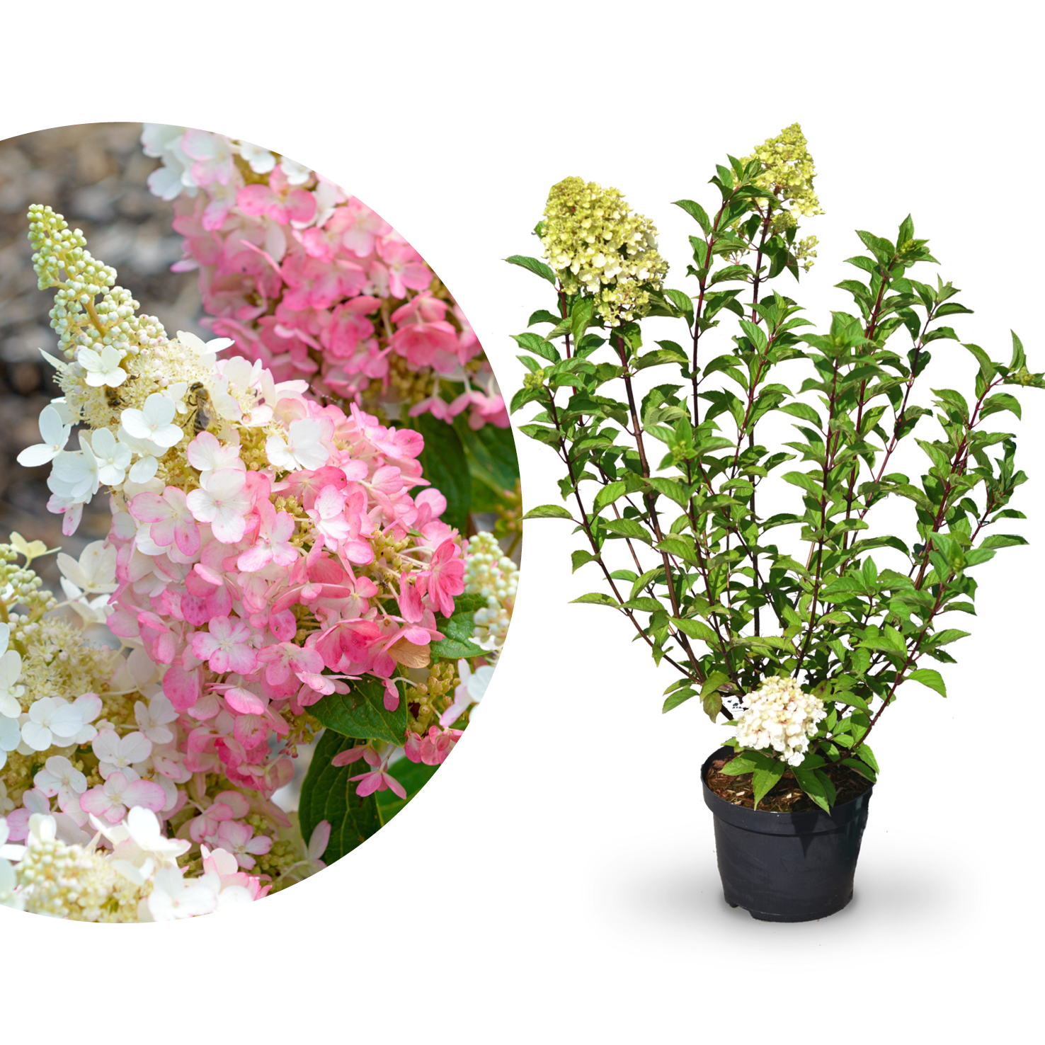 Rispenhortensie 'Pinky Winky'® kaufen