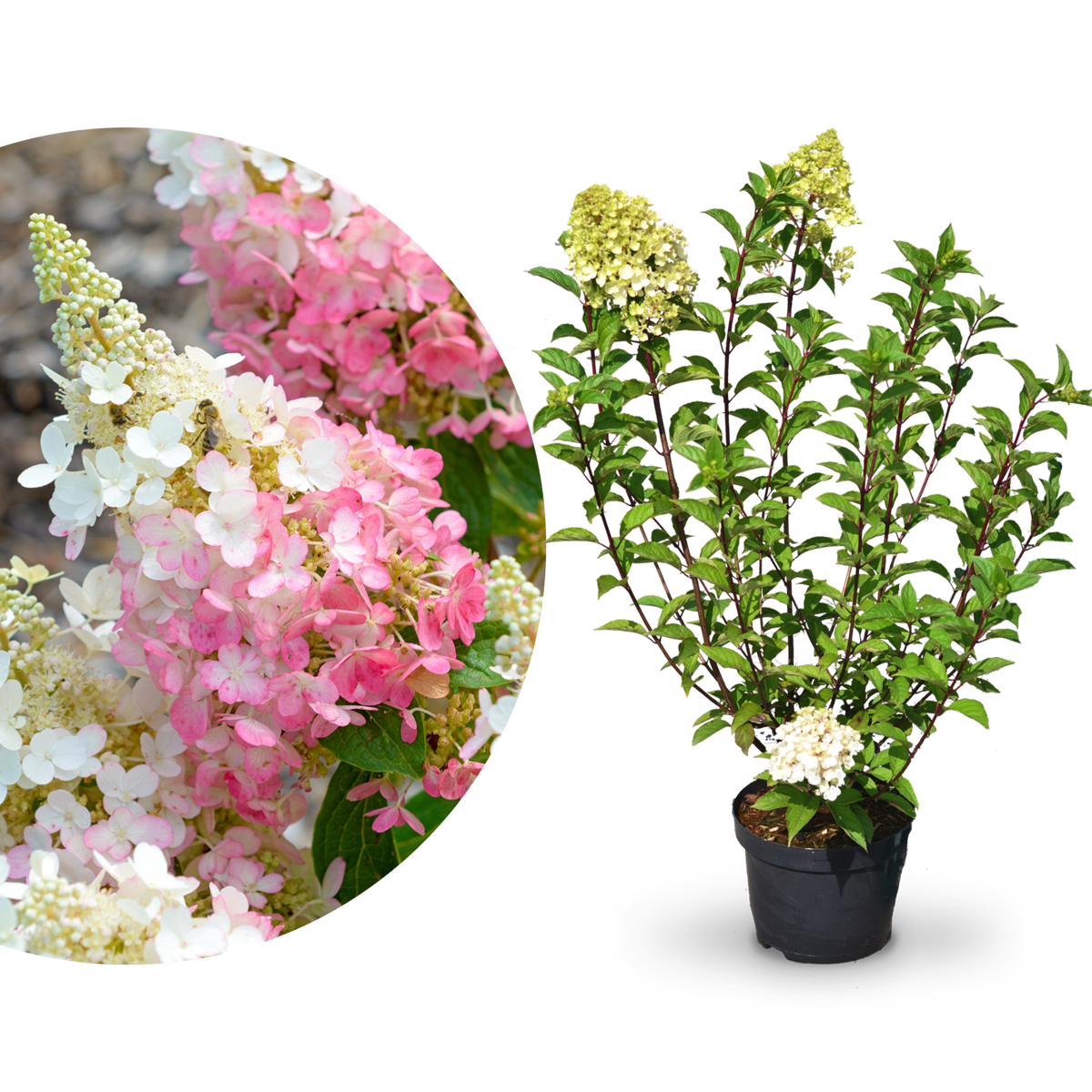 Plantura Rispenhortensie 'Pinky Winky'®