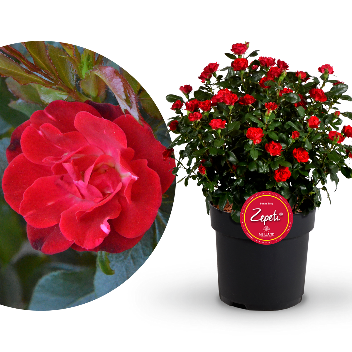 Rose Zepeti®