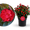 Plantura Rose Zepeti®