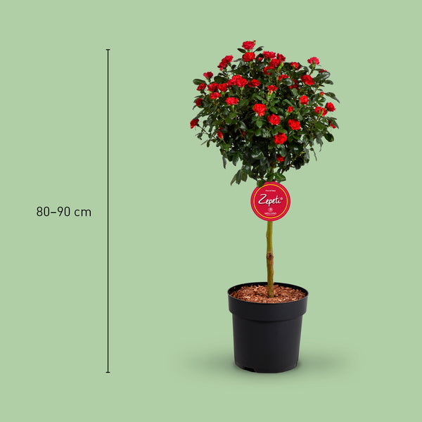 Größe von Plantura Rose Zepeti® Stämmchen