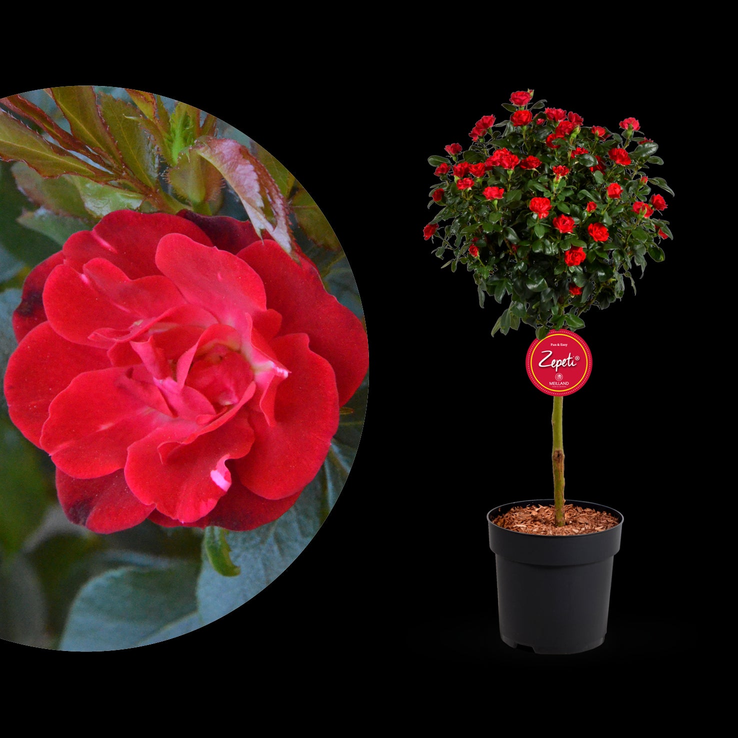 Plantura Rose Zepeti® Stämmchen