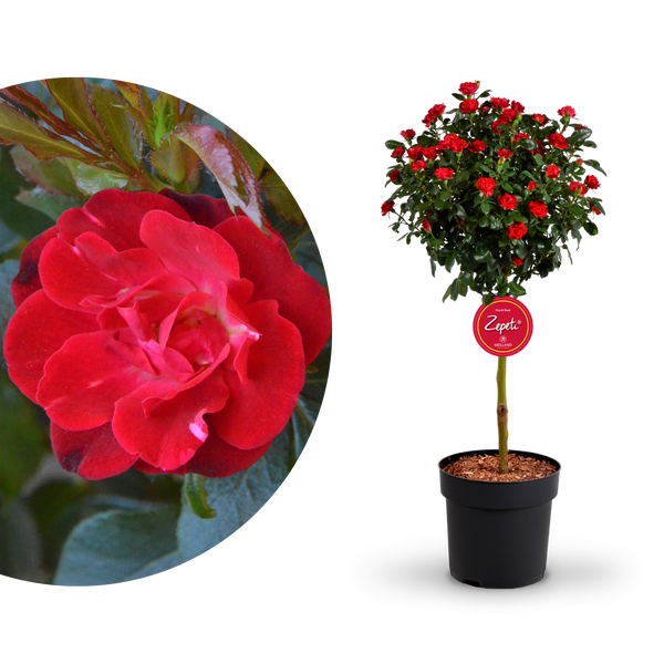 Plantura Rose Zepeti® Stämmchen