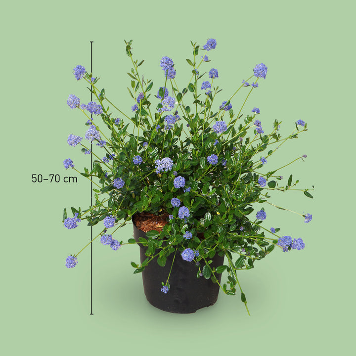 Größe der Säckelblume 'Victoria'