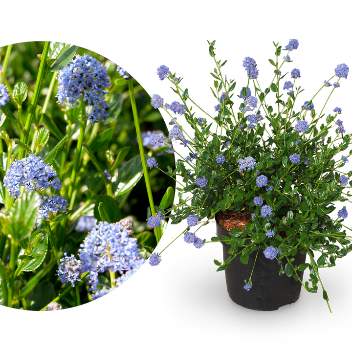 Säckelblume 'Victoria'