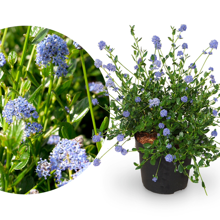Säckelblume 'Victoria'