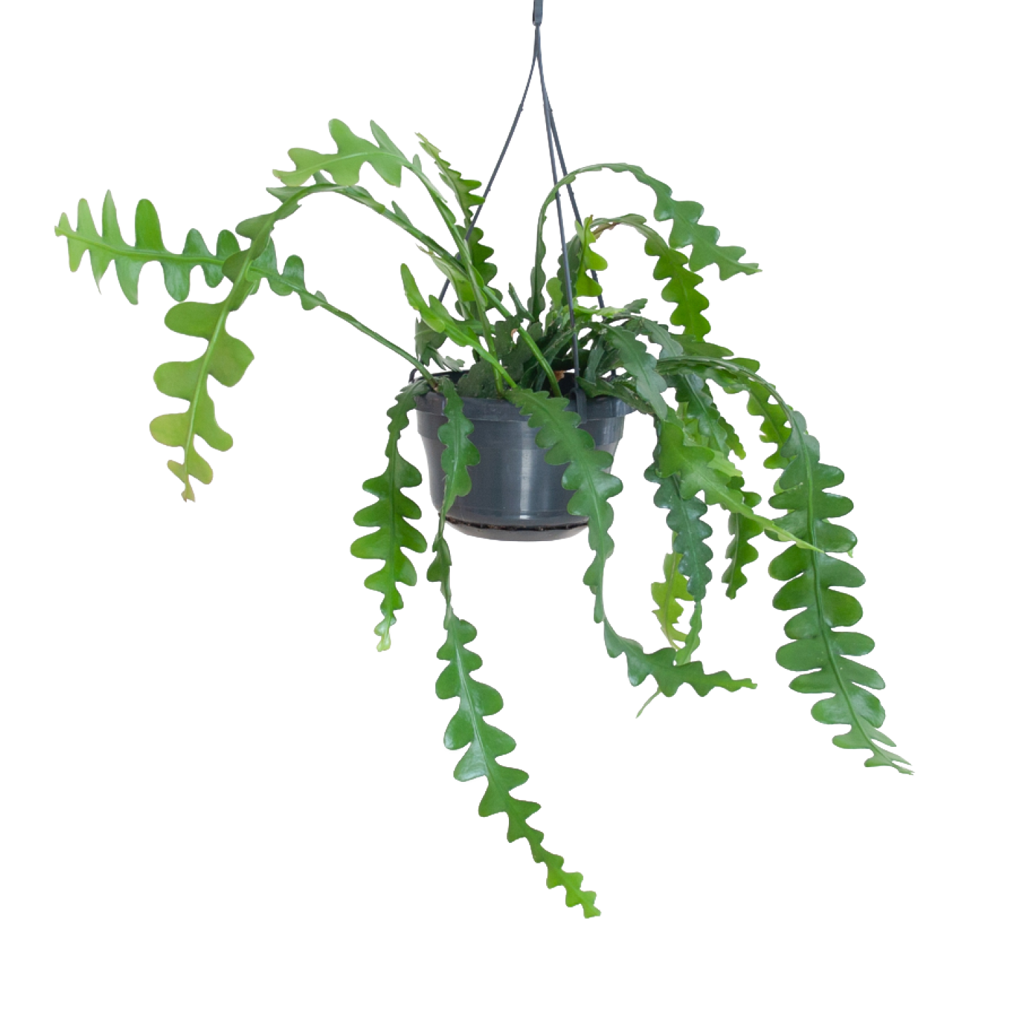 Sägeblattkaktus (Epiphyllum anguliger) kaufen Plantura Shop