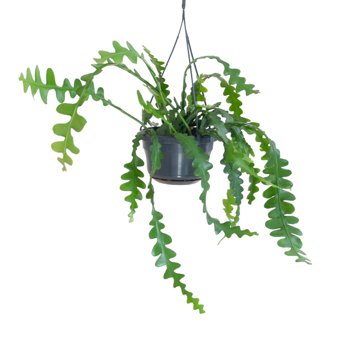 Plantura Sägeblattkaktus