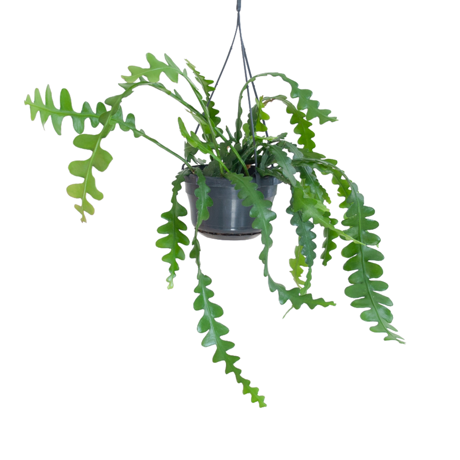 Plantura Sägeblattkaktus