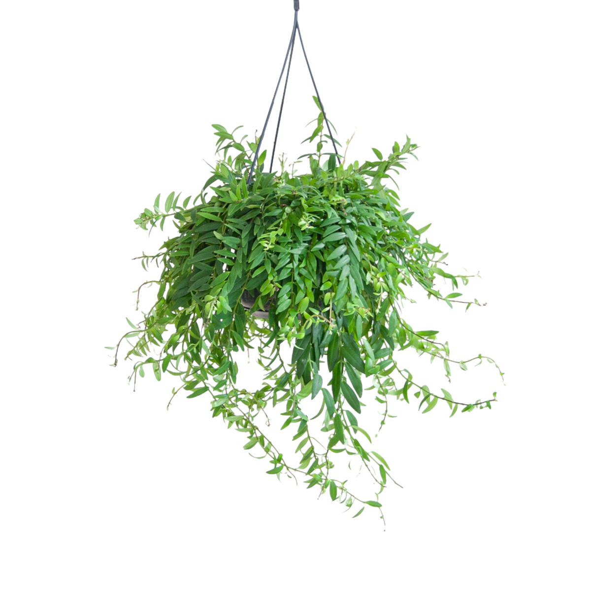 Plantura Schamblume