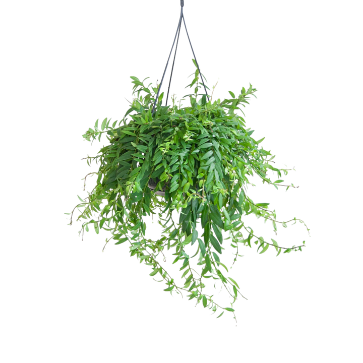 Plantura Schamblume