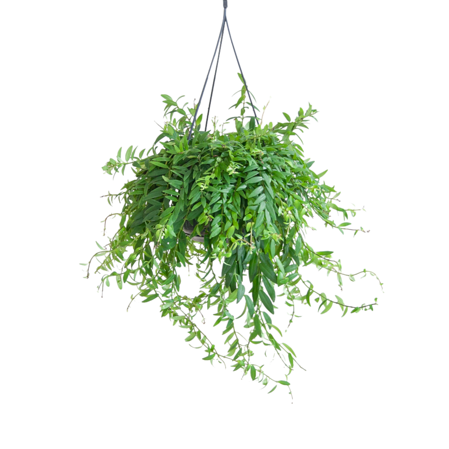 Plantura Schamblume