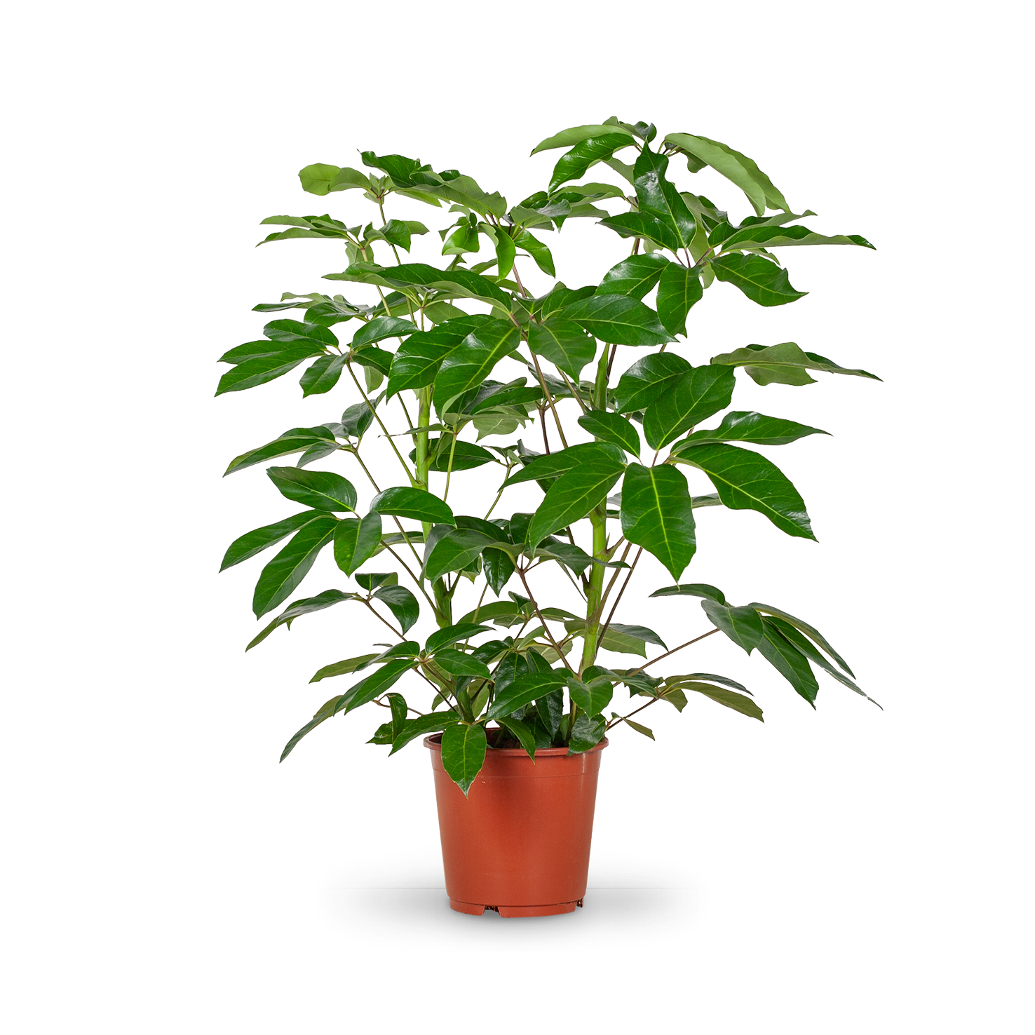 Plantura Schefflera 'Amate' XXL-Größe