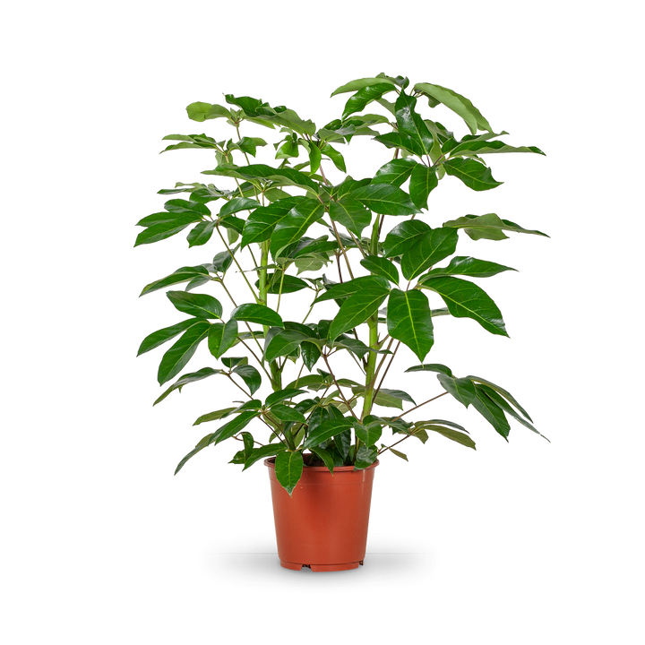 Plantura Schefflera 'Amate' XXL-Größe