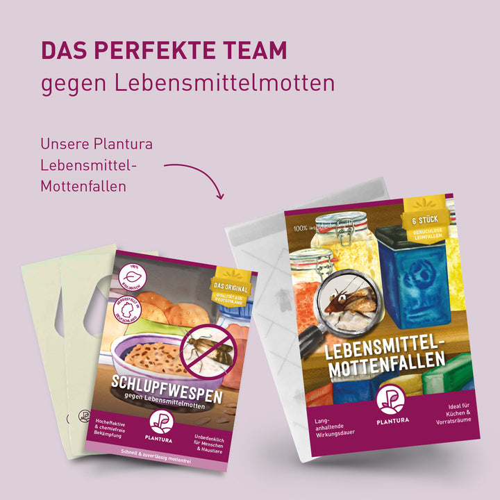 Plantura Schlupfwespen und Lebensmittel-Mottenfallen