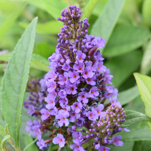 Blüte des Schmetterlingsflieders 'Holly Blue'®
