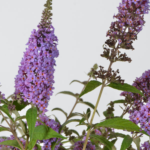 Blüte des Schmetterlingsflieders 'Painted Lady'®