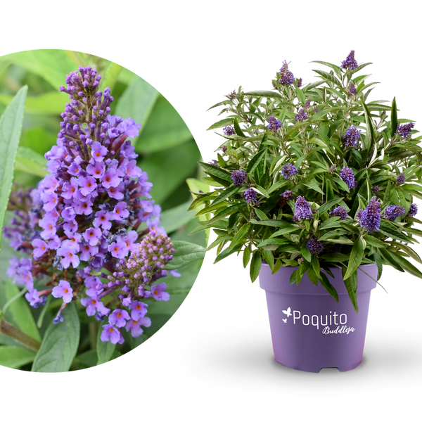 Plantura Schmetterlingsflieder POQUITO® 'Holly Blue'®