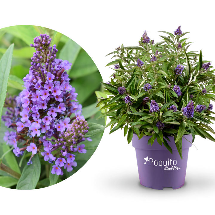 Plantura Schmetterlingsflieder POQUITO® 'Holly Blue'®