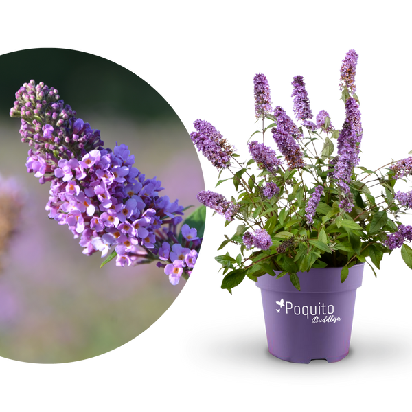 Plantura Schmetterlingsflieder POQUITO® 'Lavender Cupcake'®