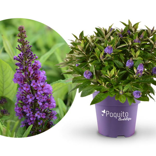 Plantura Schmetterlingsflieder POQUITO® 'Violet Copper'®