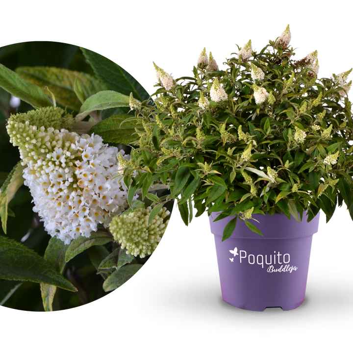 Plantura Schmetterlingsflieder POQUITO® 'White Admiral'®