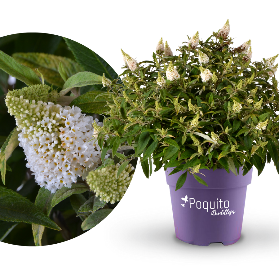Plantura Schmetterlingsflieder POQUITO® 'White Admiral'®