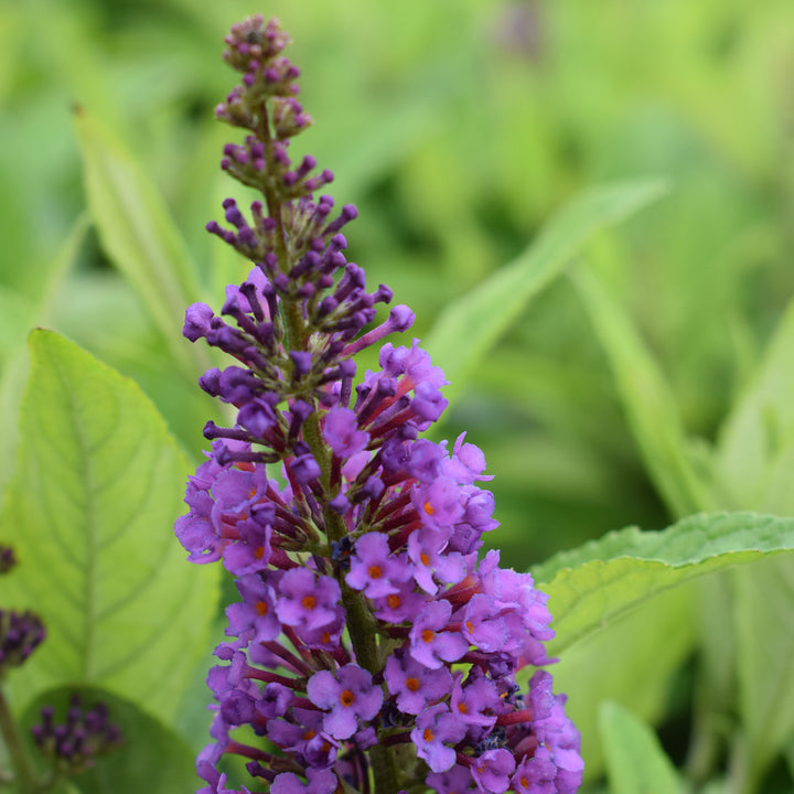 Blüte des Schmetterlingsflieders 'Violet Copper'®
