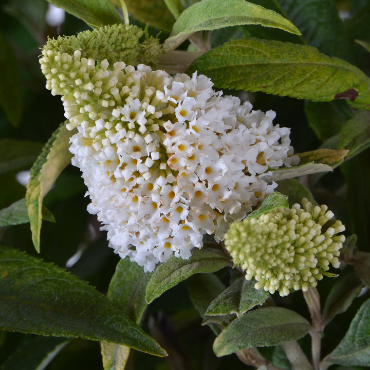 Blüte des Schmetterlingsflieders 'White Admiral'®
