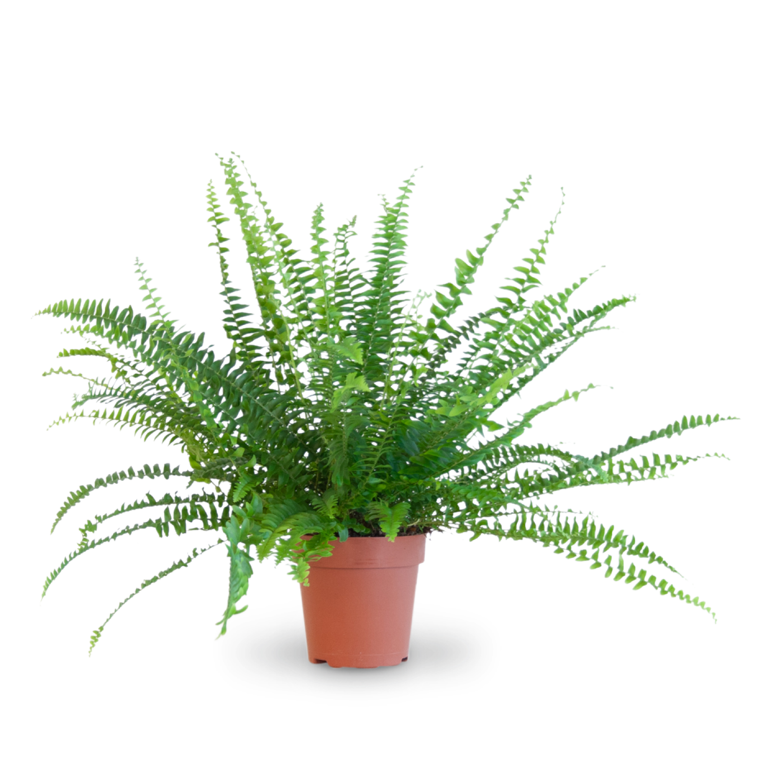 Plantura Schwertfarn 'Green Lady'