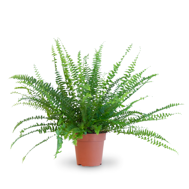 Plantura Schwertfarn 'Green Lady'