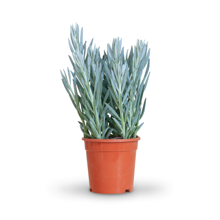 Plantura Senecio 'Mount Everest'