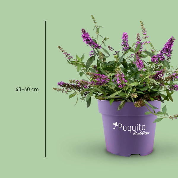 Größe des Sommerflieders 'Orchid Annie'®