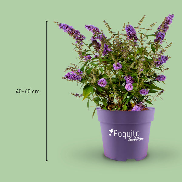 Größe des Sommerflieders 'Painted Lady'®
